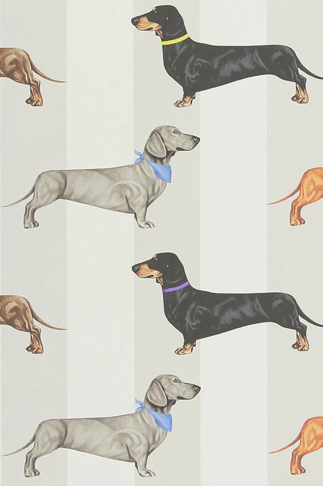 Graduate Collection Dachshund Stripe Wallpaper - Image 6
