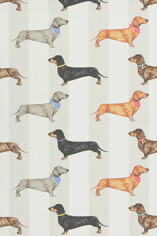 Graduate Collection Dachshund Stripe Wallpaper - Image 7