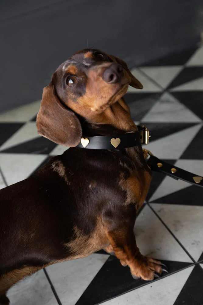 Black Leather Dog Collar With Hearts - SAMPLE - Image 6