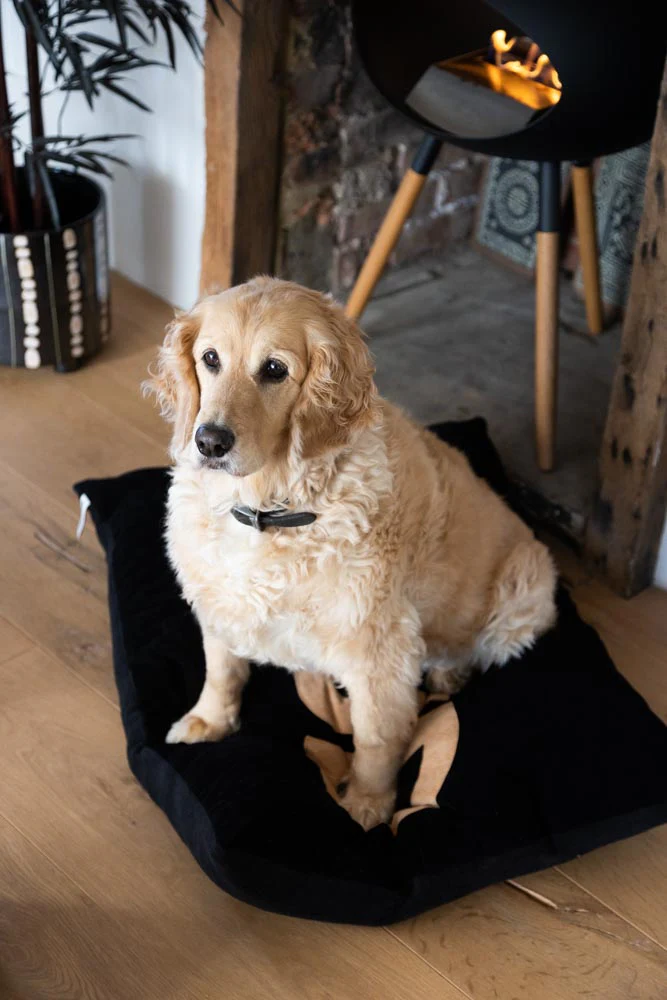 Stud Dog Bed - 3 Available Sizes - Image 2